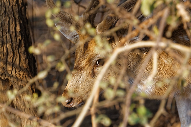 Keoladeo national park-035